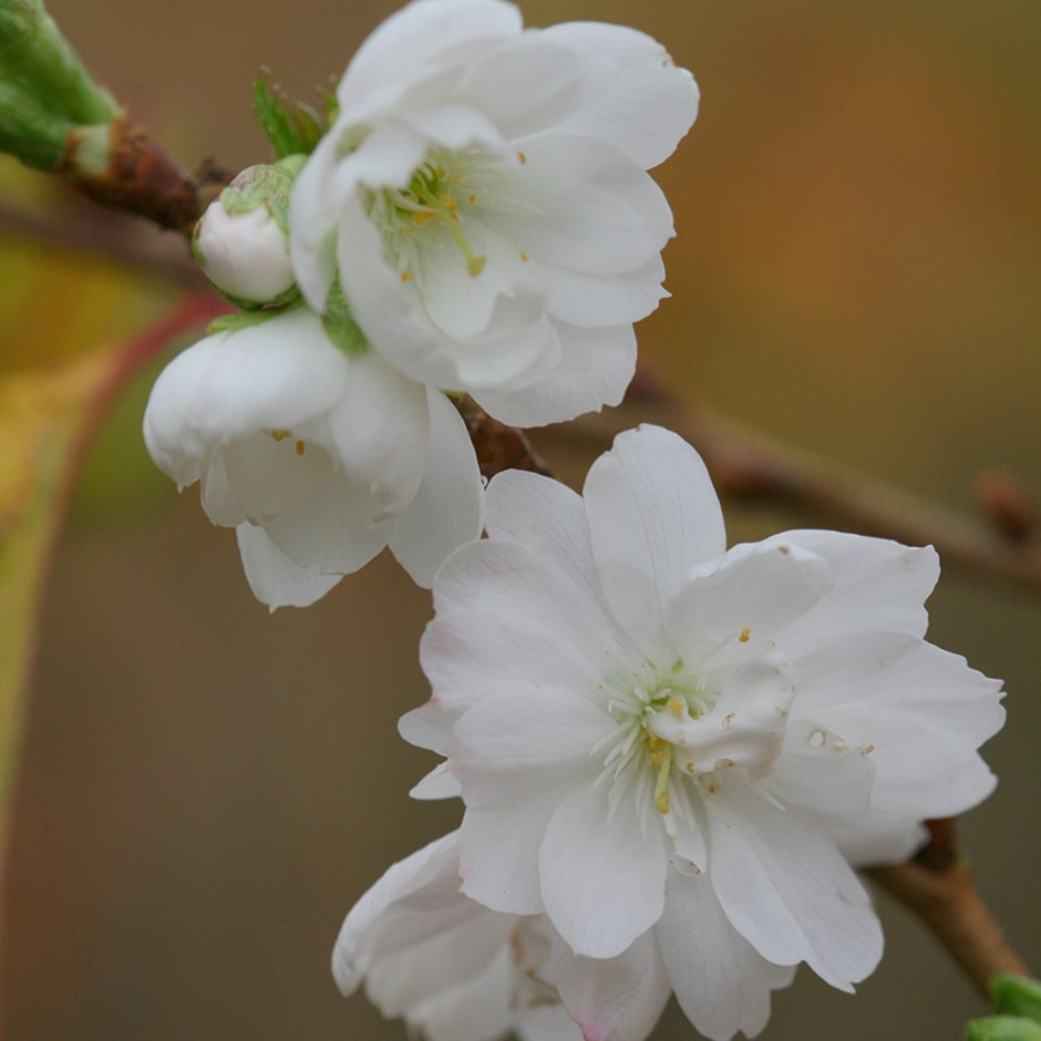 Prunus × Subhirtella Autumnalis | Flowering Cherry Blossom Tree