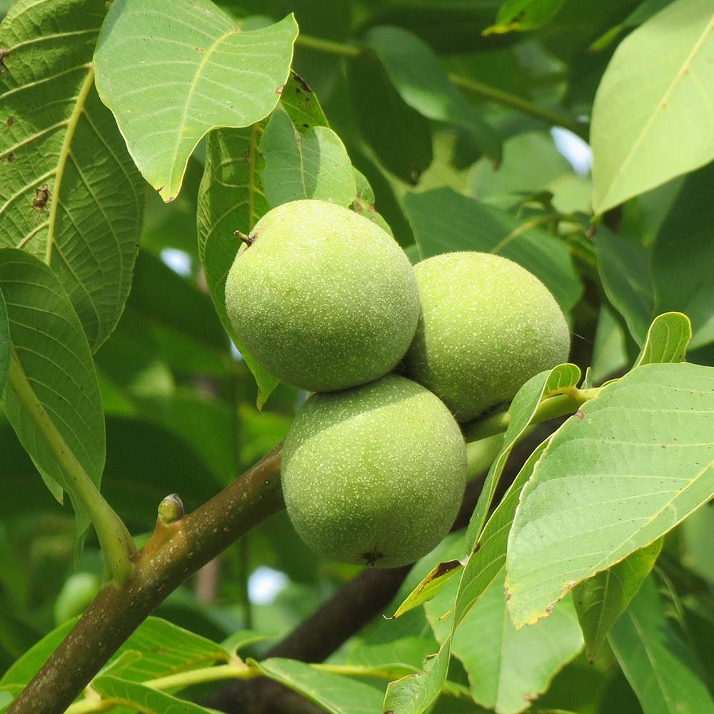 Walnut Common