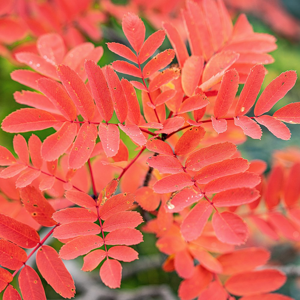 Sorbus Copper Kettle | Mountain Ash, Rowan