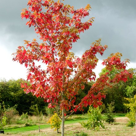 Acer × freemanii Autumn Blaze ('Jesffersred')