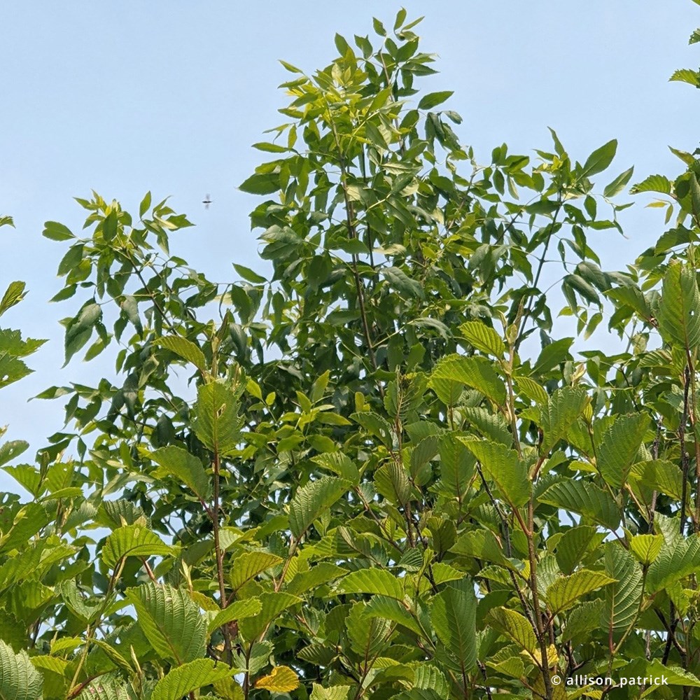 Alnus Incana | Grey Alder