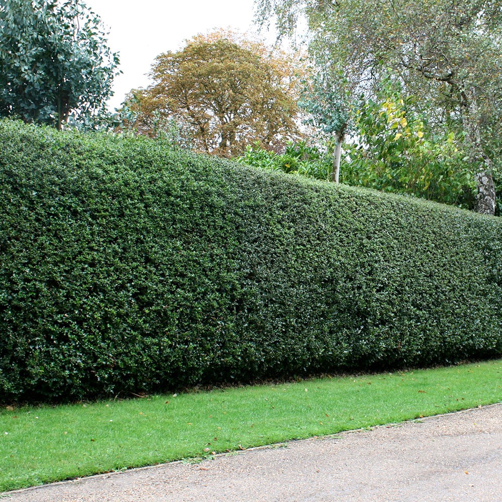 Ilex aquifolium | English Holly