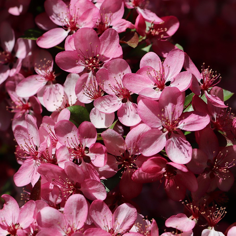 Malus Rudolph | Crab Apple