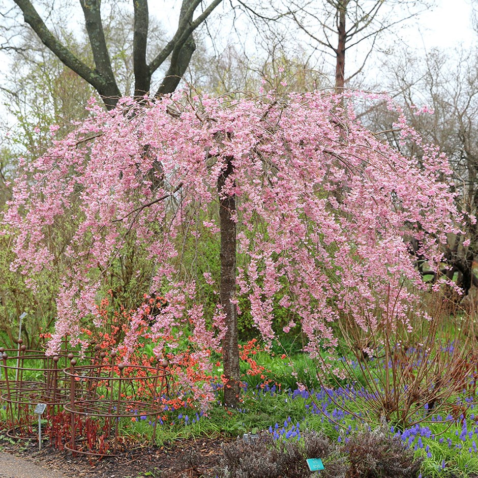 Prunus Pendula Pendula Rosea | Drooping Rosebud Cherry Blossom Tree