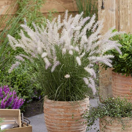 Pennisetum orientale JS® Dance With Me (PBR)