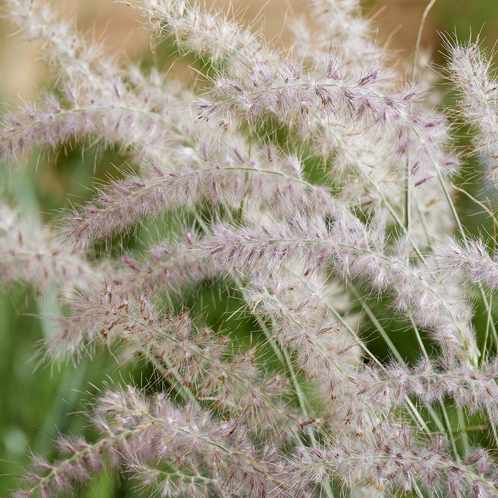 Pennisetum Orientale JS Dance With Me