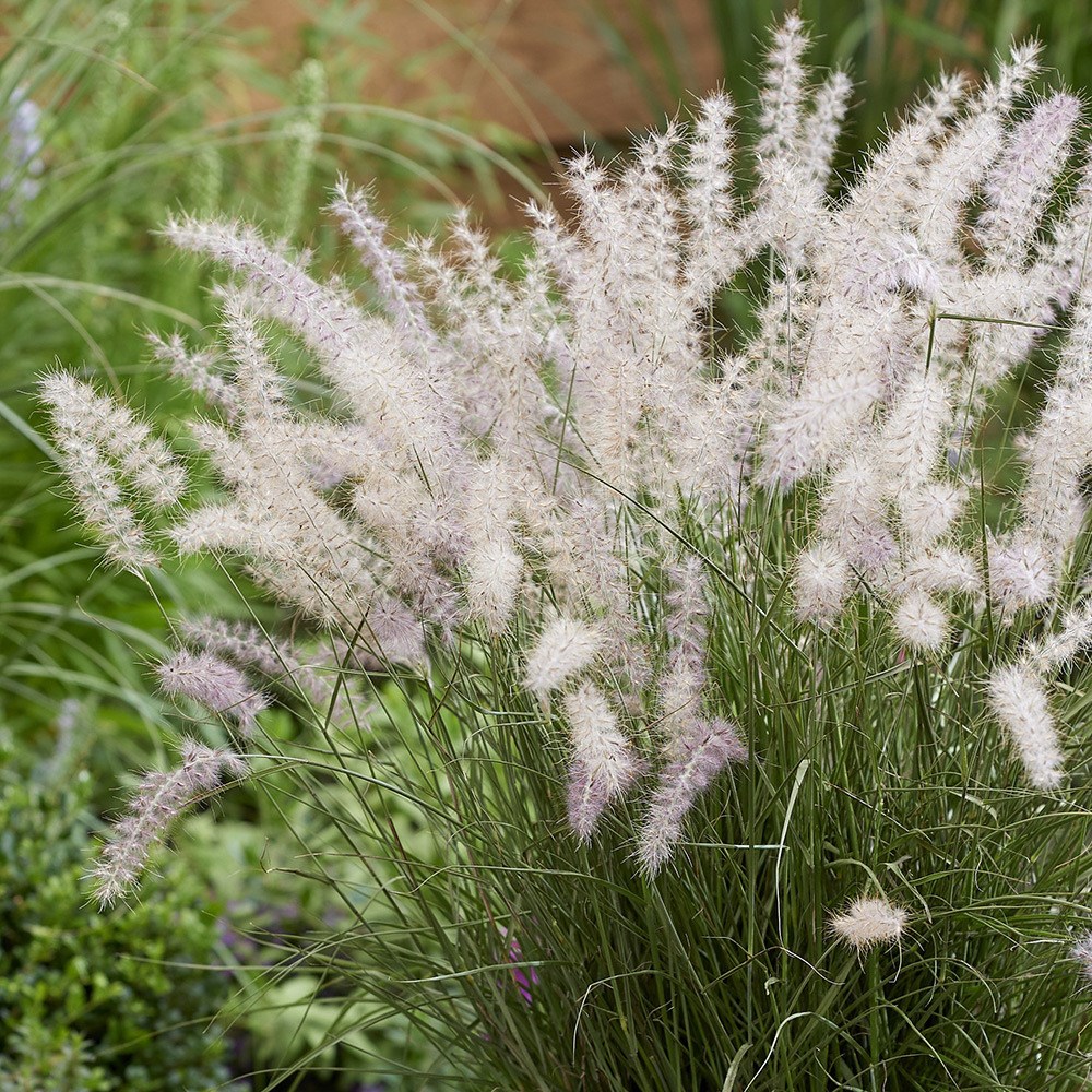 Pennisetum Orientale JS Dance With Me
