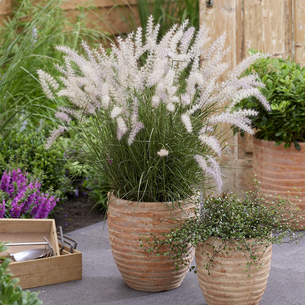 Pennisetum Orientale JS Dance With Me