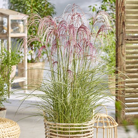 Miscanthus sinensis Silver Cloud ('EMPMIS03') (PBR)