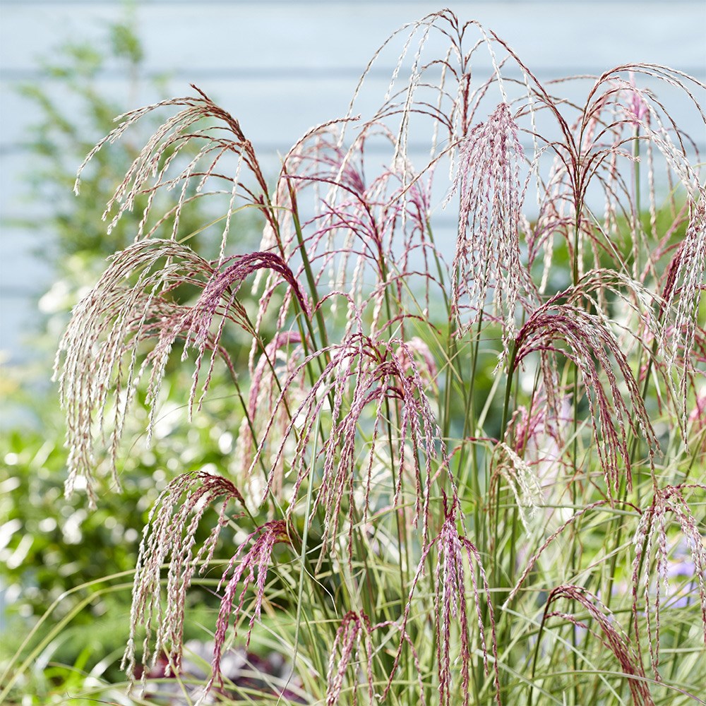 Miscanthus Sinensis Silver Cloud | Chinese Silver Grass