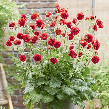 Geum FireStarter ('Stocrgeu') (PBR)