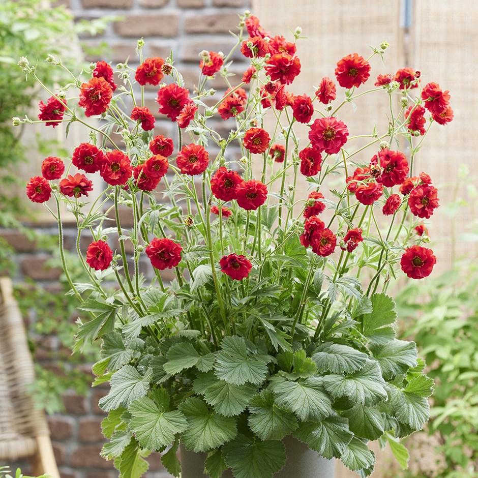 Geum FireStarter | Avens