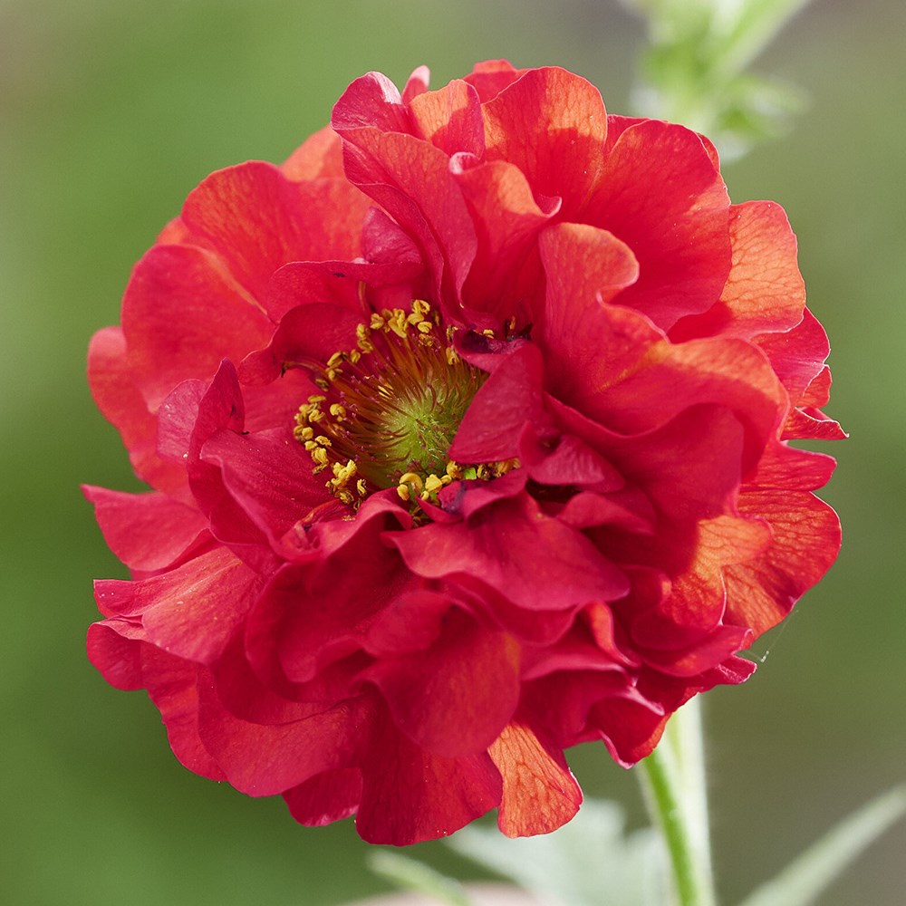 Geum FireStarter | Avens