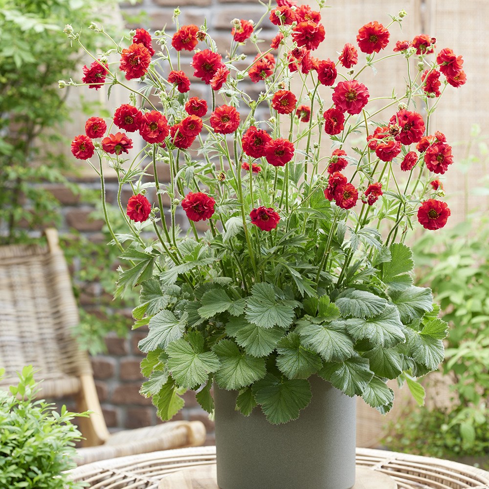 Geum FireStarter | Avens