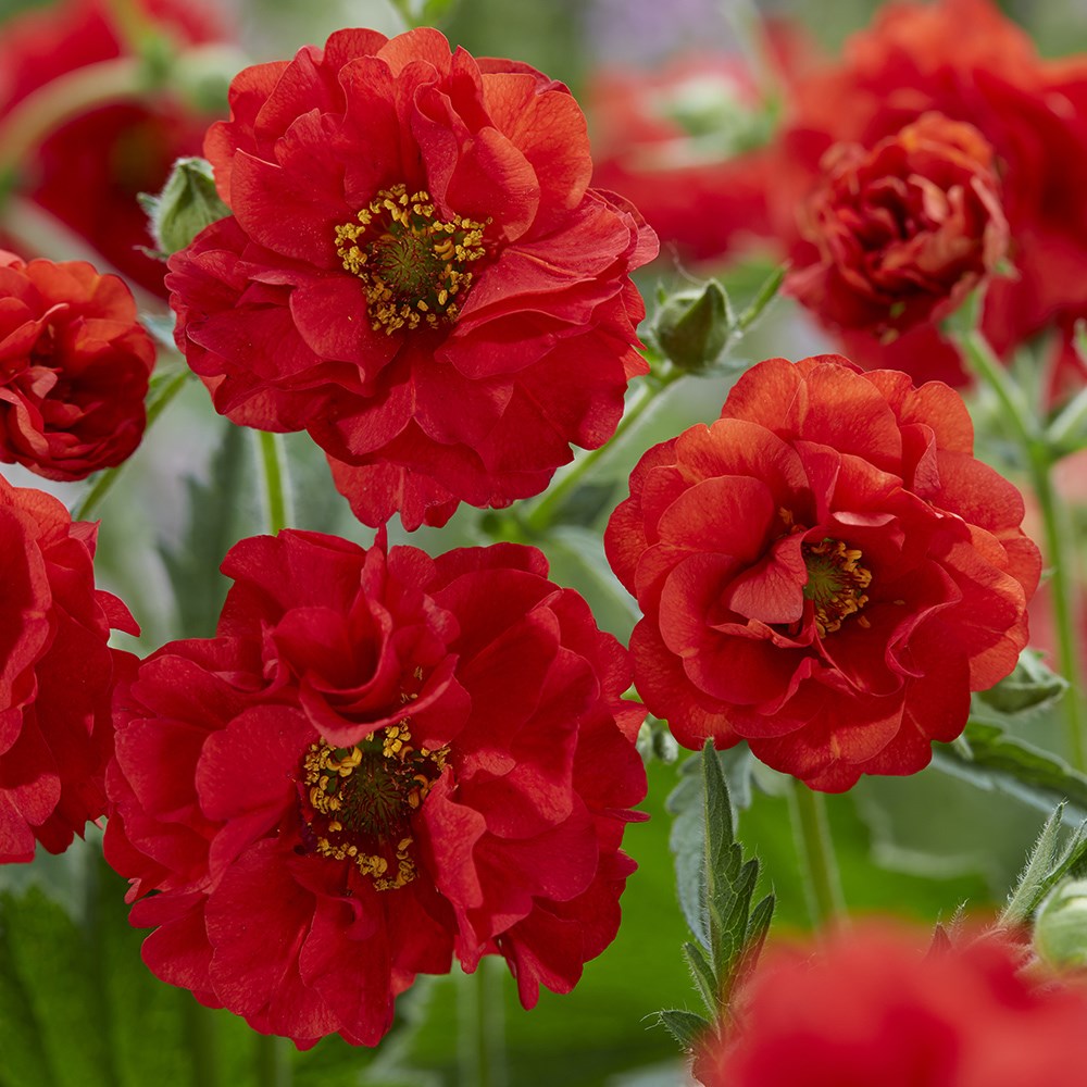 Geum FireStarter | Avens