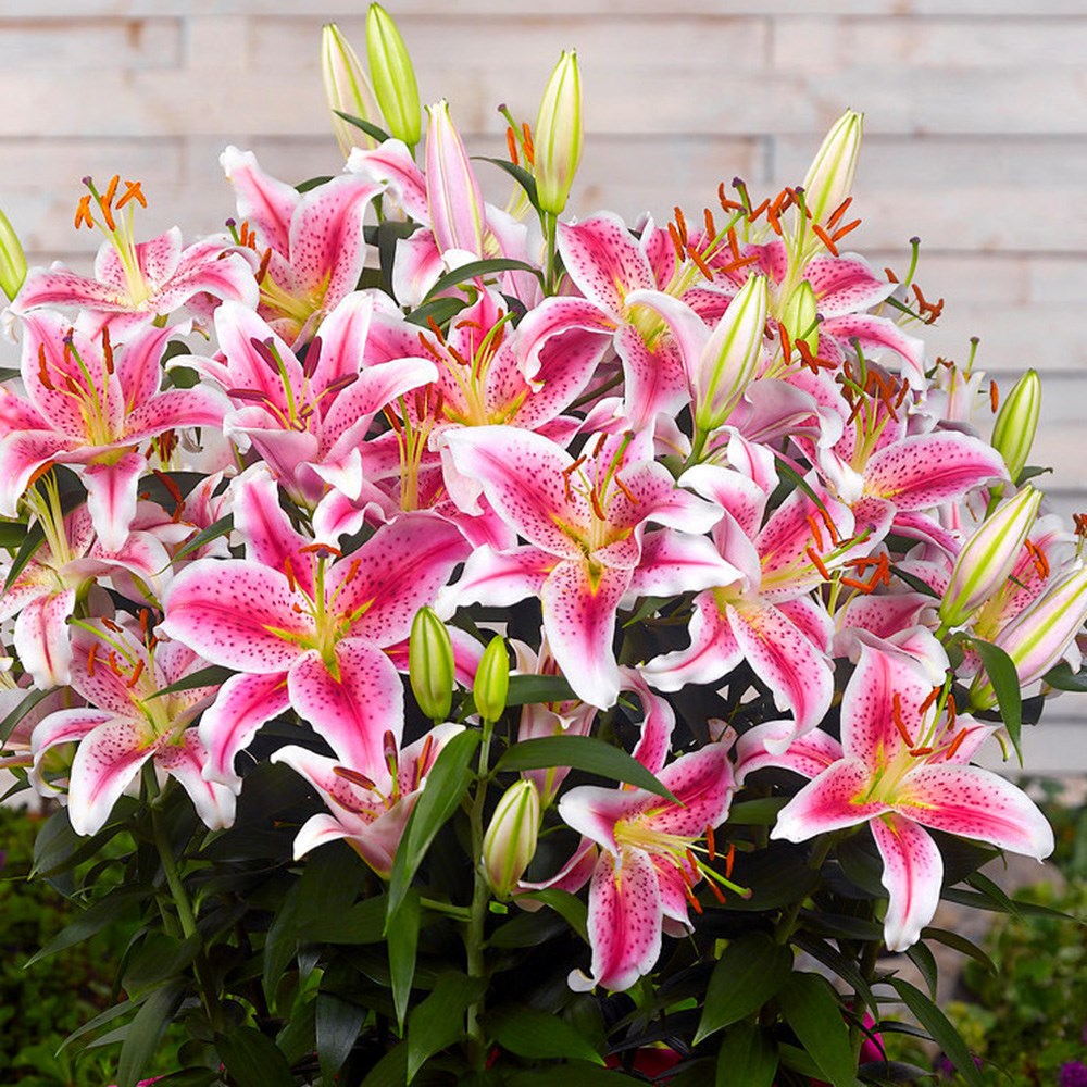 Lilium Star Gazer | Oriental Lily