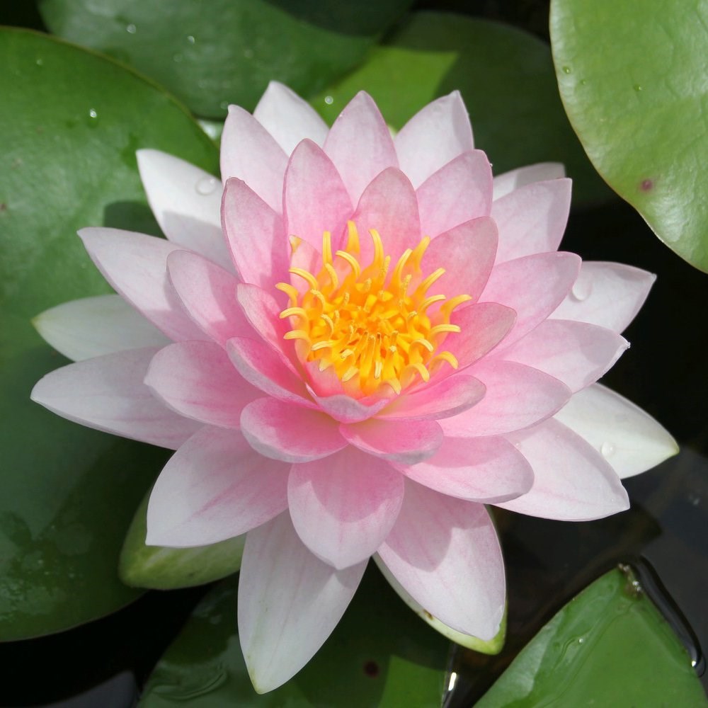 Nymphaea Hollandia | Water Lily Syn. Nymphaea Darwin 