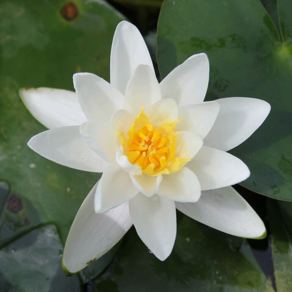 Nymphaea Albatross | Water Lily