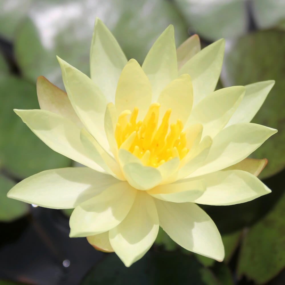 Nymphaea Odorata Sulphurea | Water Lily