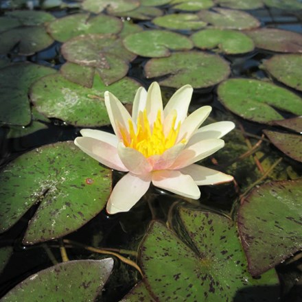 Nymphaea Sioux | Water Lily