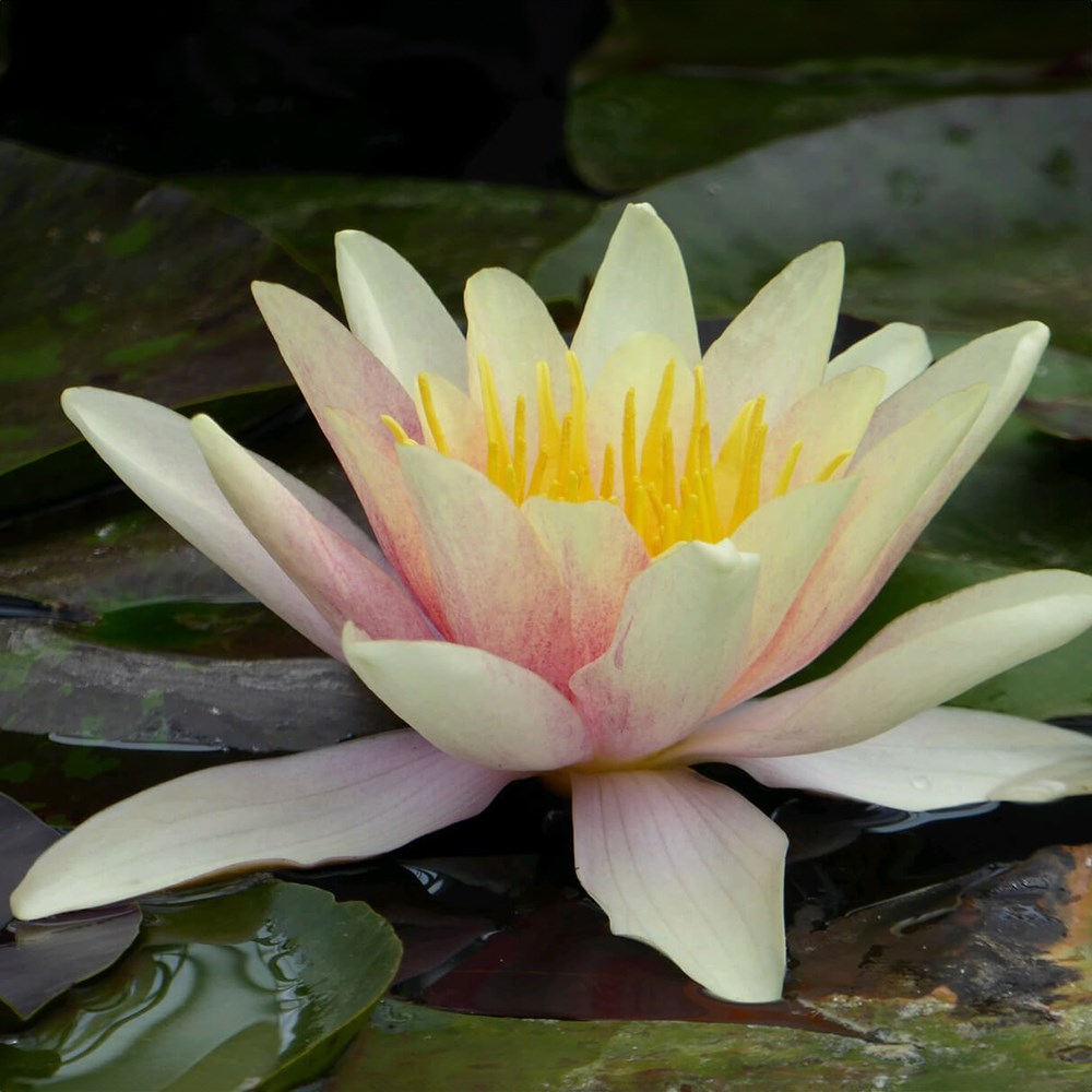 Nymphaea Sioux | Water Lily