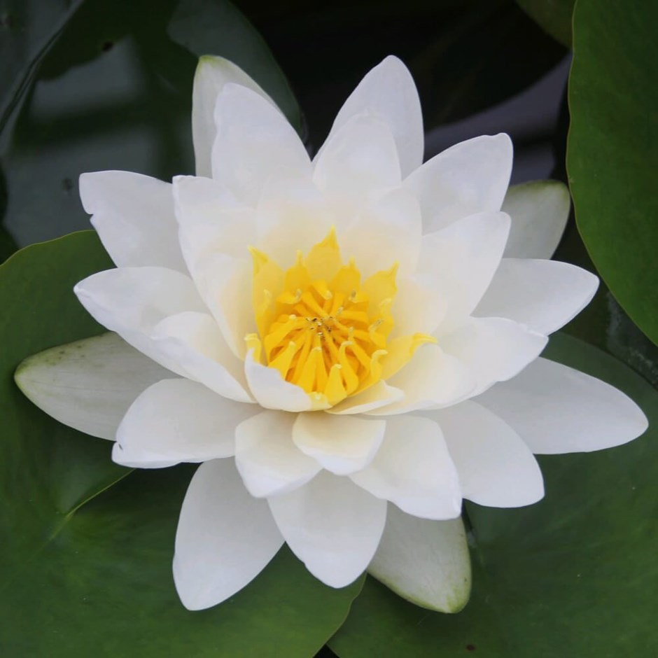 Nymphaea Virginalis | Water Lily