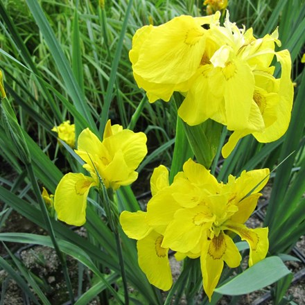 Iris Pseudacorus Flore Pleno | Flag Iris