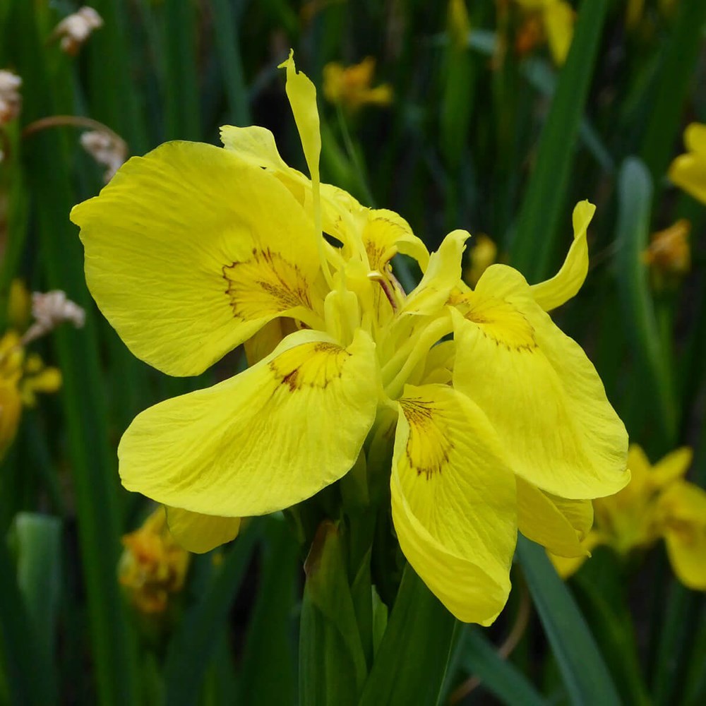 Iris Pseudacorus Flore Pleno | Flag Iris