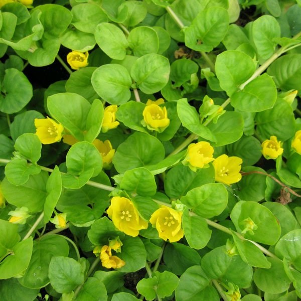 Lysimachia Nummularia | Creeping Jenny