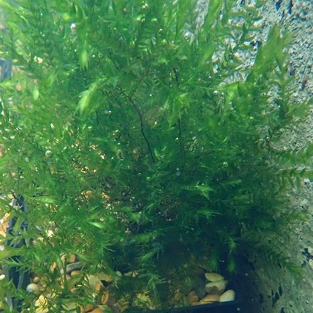 Fontinalis Antipyretica | Water Moss