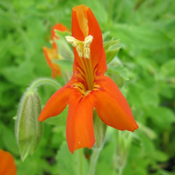 Mimulus Cardinalis | Scarlet Monkey Flower