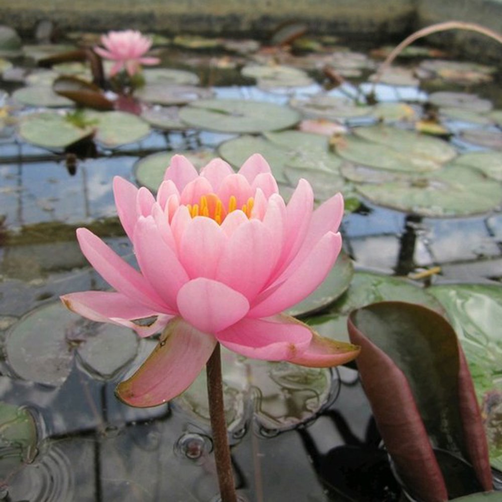 Nymphaea Fire Crest | Water Lily