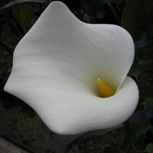 Zantedeschia Aethiopica Crowborough | Arum Lily