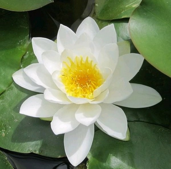 Nymphaea Gladstoniana | Water Lily
