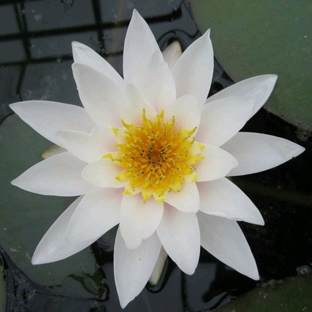 Nymphaea Gladstoniana | Water Lily