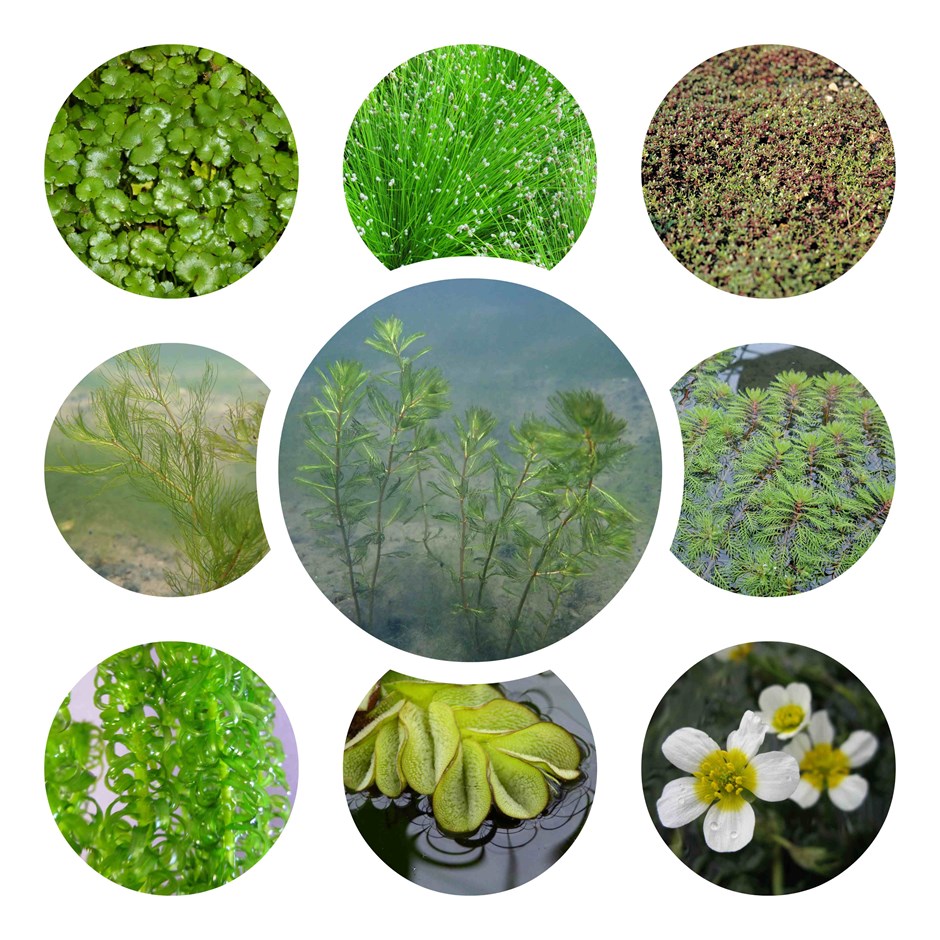 Assorted Native Oxygenating | Seasonal Selected By Our Pond Plant Experts
