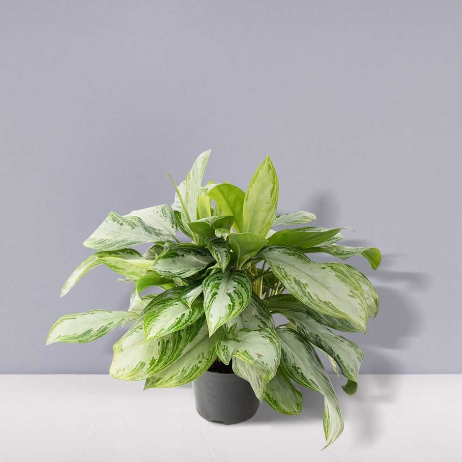 Aglaonema Silver Bay | Chinese Evergreen