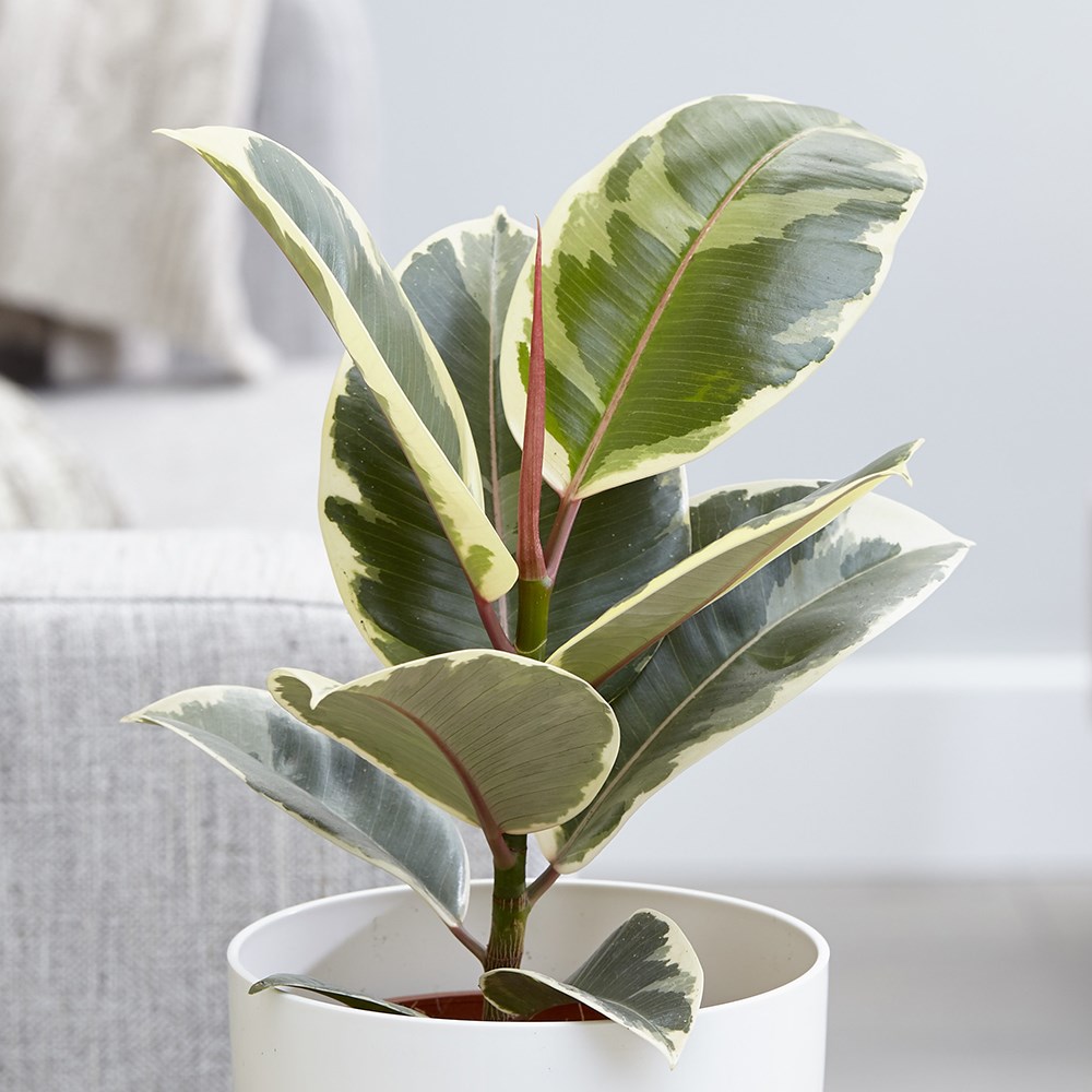 Ficus Elastica Tineke