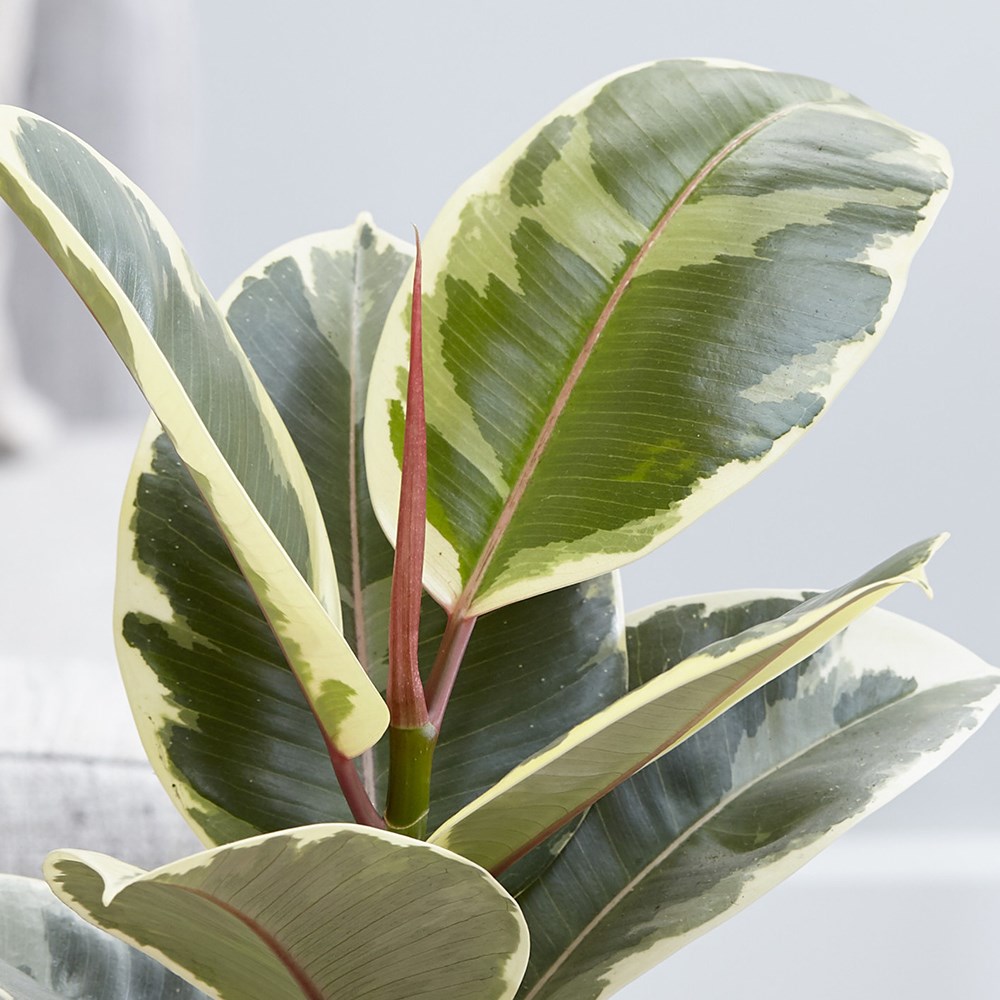 Ficus Elastica Tineke