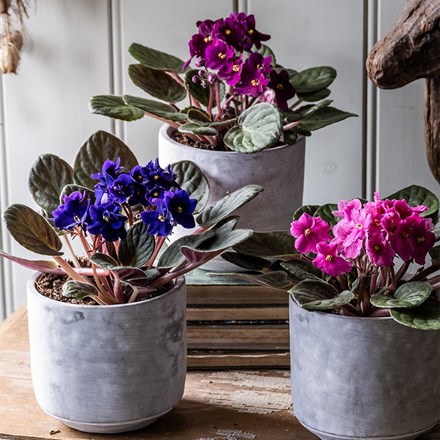 African violet collection