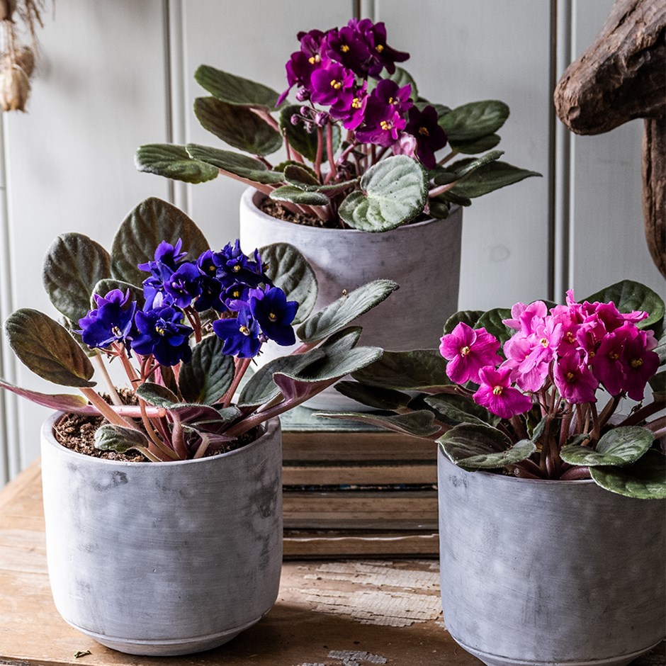 African Violet Collection