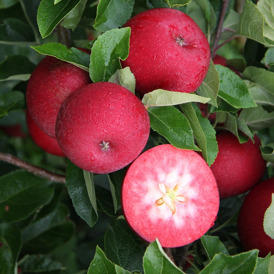 Apple Rosette | Dual Purpose Eating / Cooking