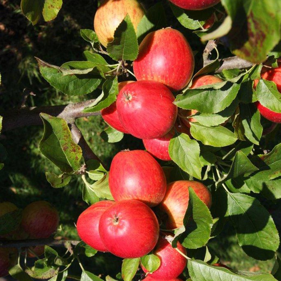 Apple Little Pax | Eating / Dessert Apple