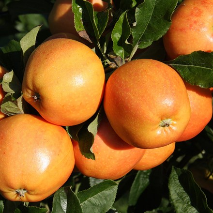 Apple Surprize | Eating / Dessert Apple