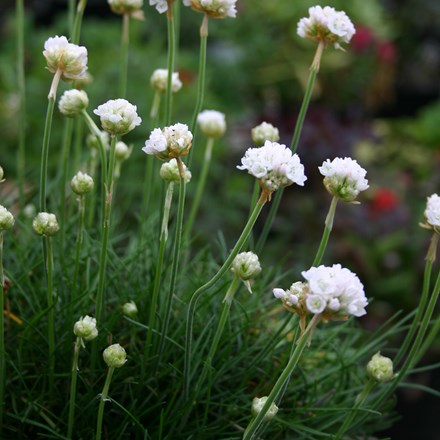 Armeria maritima Morning Star White