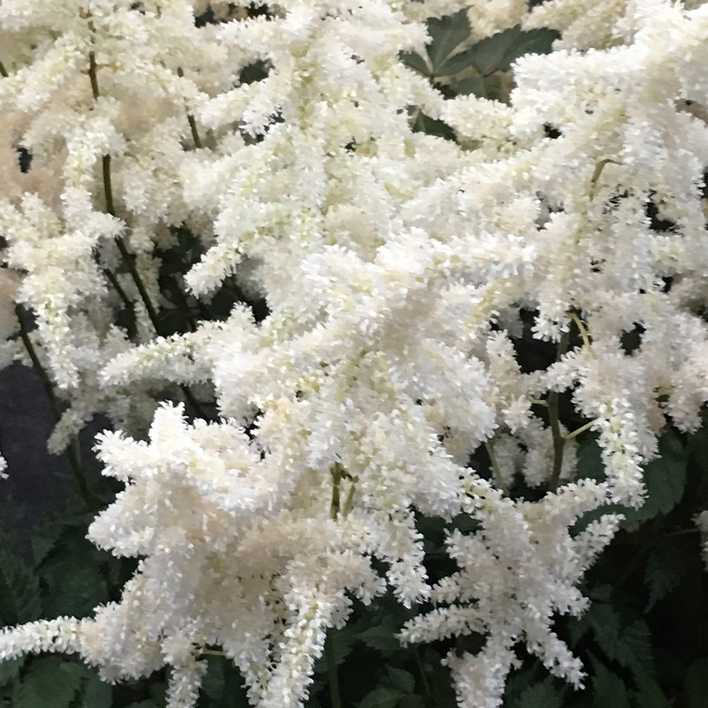 Astilbe Brautschleier