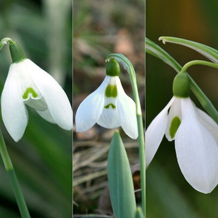 Award-Winning Snowdrop Collection