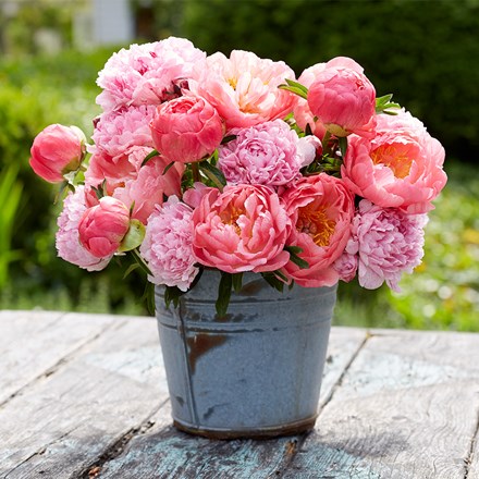 Award-Winning Paeonia Collection | Paeony Or Peony