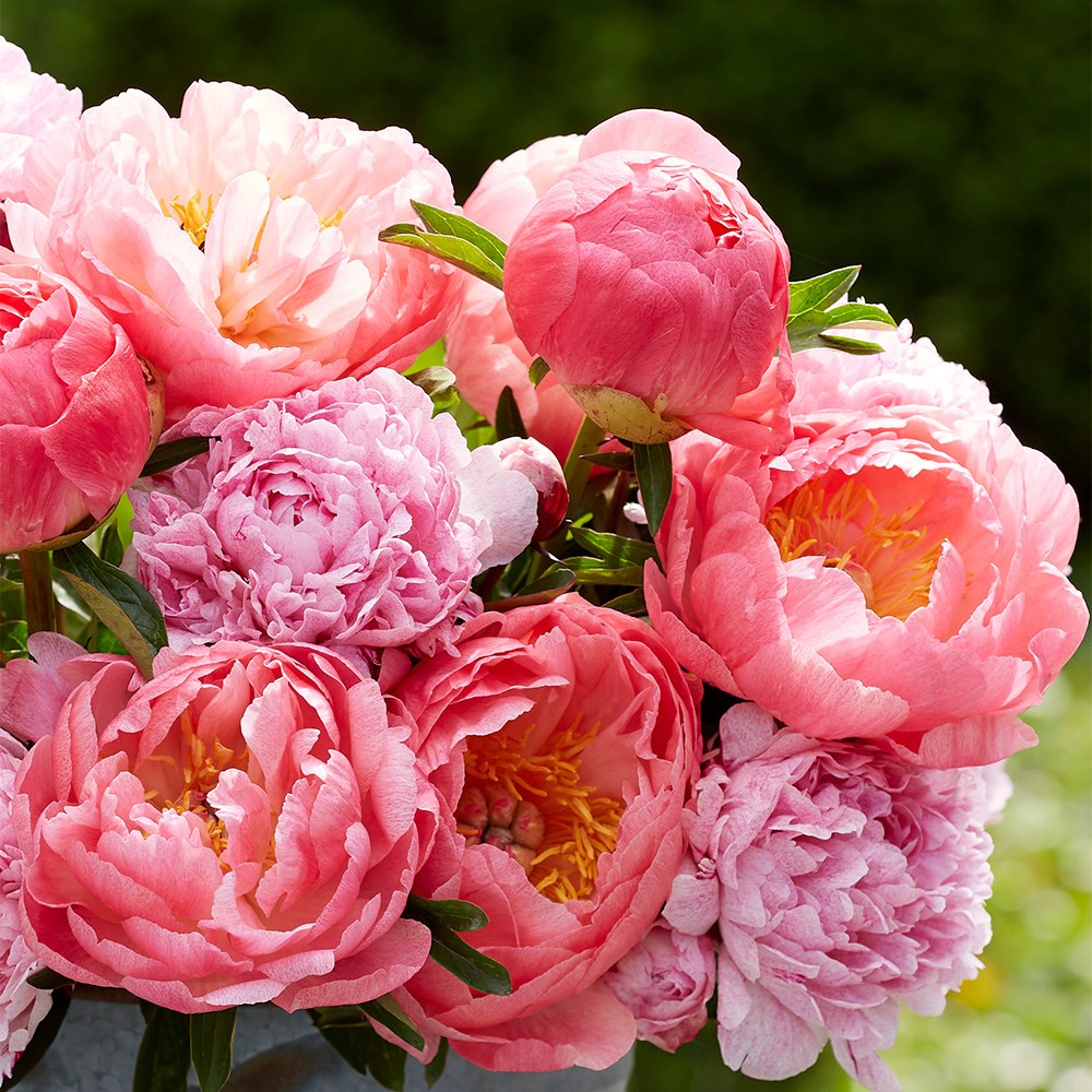 Award-Winning Paeonia Collection | Paeony Or Peony