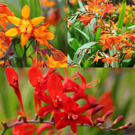 Award-Winning Crocosmia Collection | Montbretia